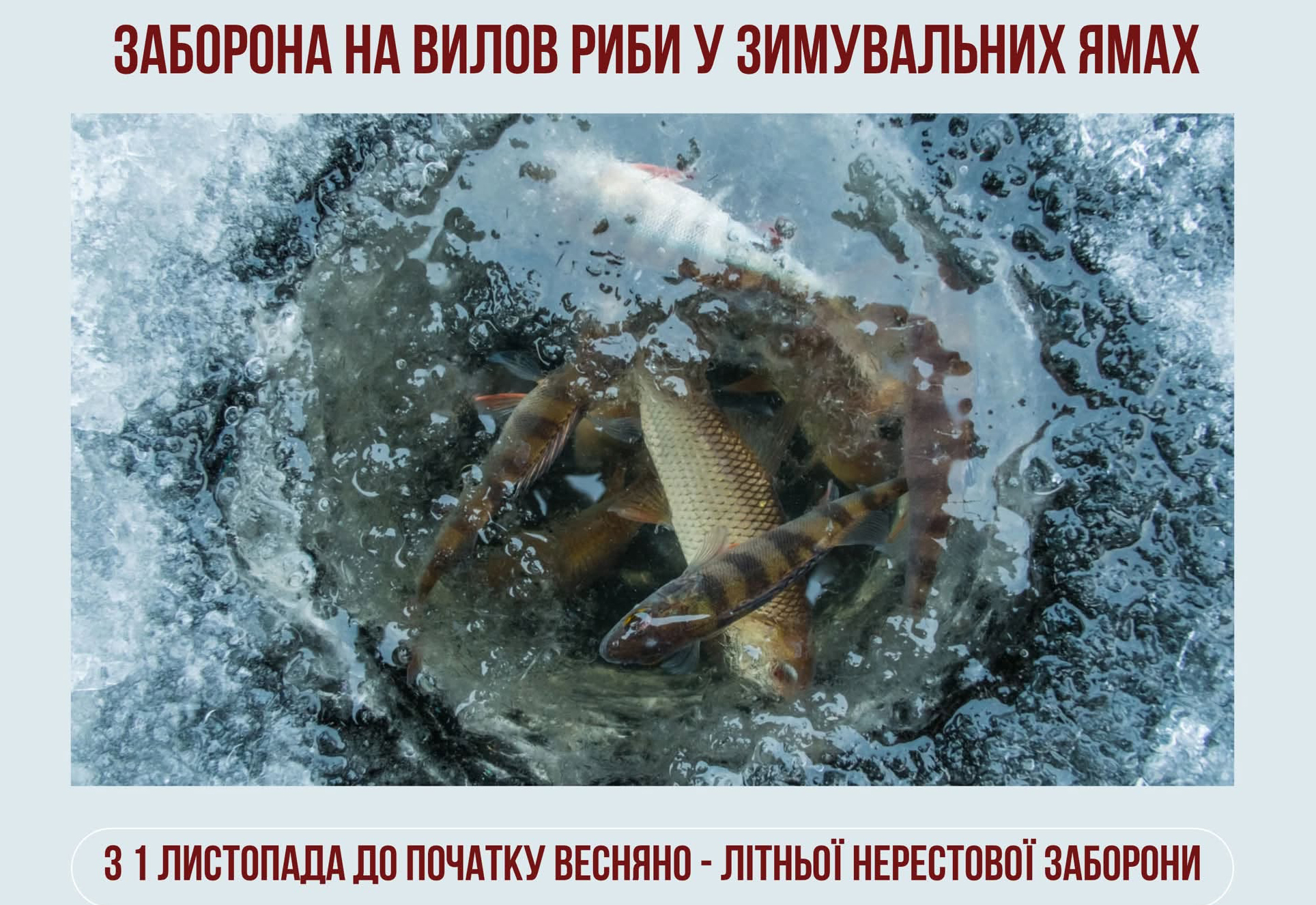 З 1 листопада на Одещині вводиться заборона на вилов риби у зимувальних ямах